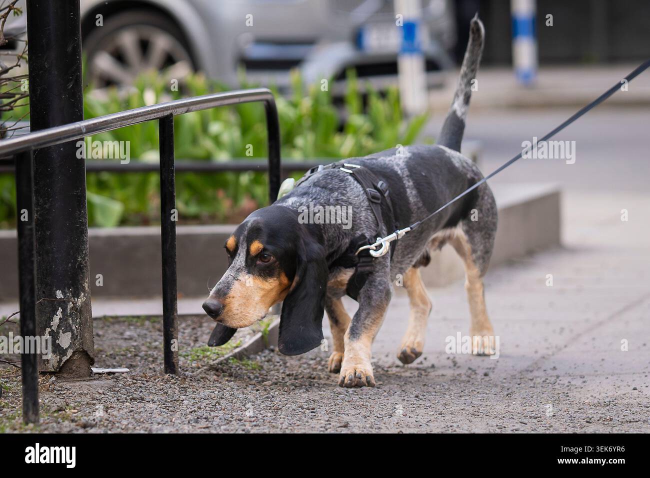 Bluetick Coonhound debout alerte en laisse dans un parc urbain, mettant en valeur son pelage teinté bleu distinctif, ses longues oreilles et son expression attentive. Banque D'Images