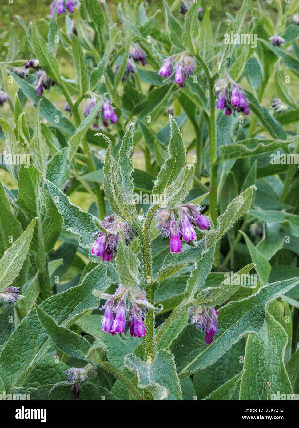 Consoude commune (Symphytum officinale), fleur, feuilles Banque D'Images