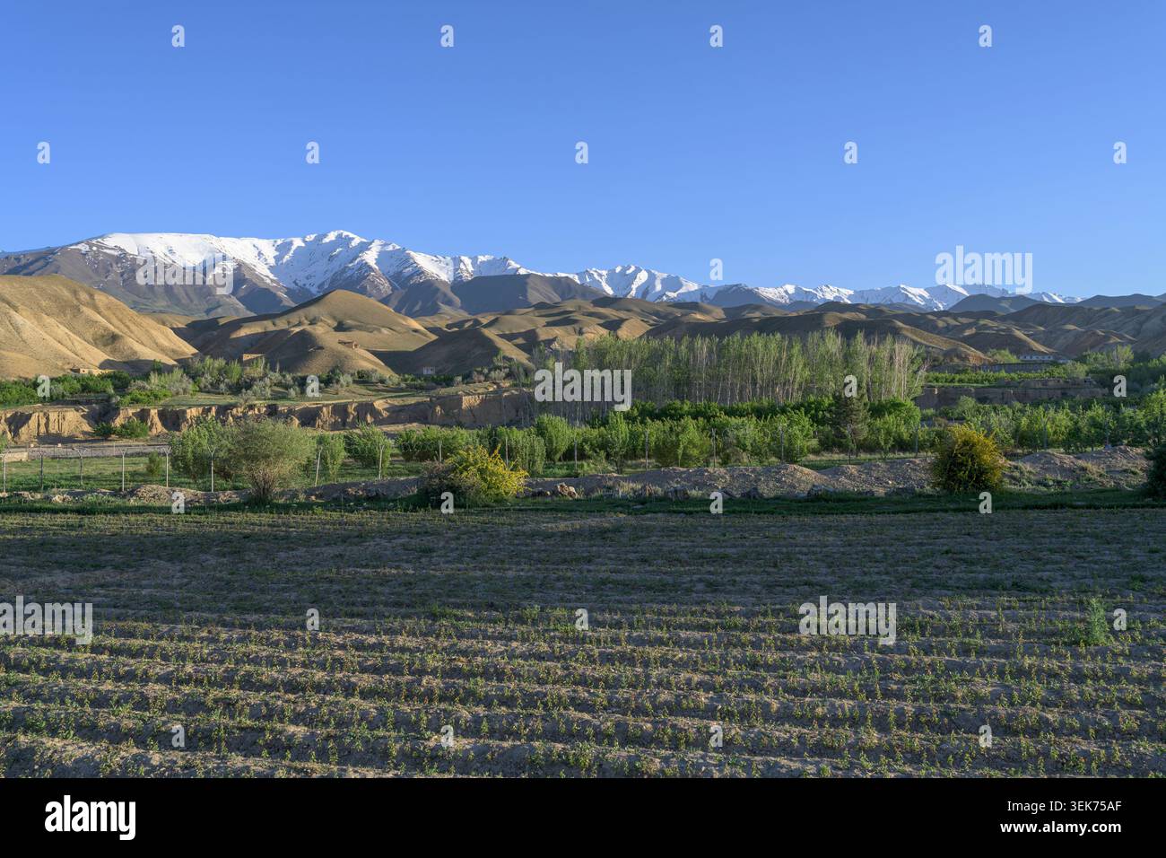 Champs agricoles et arbres poussant sous les montagnes enneigées hindu kush Banque D'Images