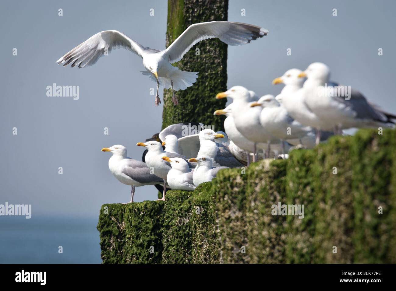 Un groupe de mouettes repose sur des pilotis altérés couverts de mousse verte près de l'océan. Une mouette est capturée à mi-vol au-dessus de la tête. Banque D'Images