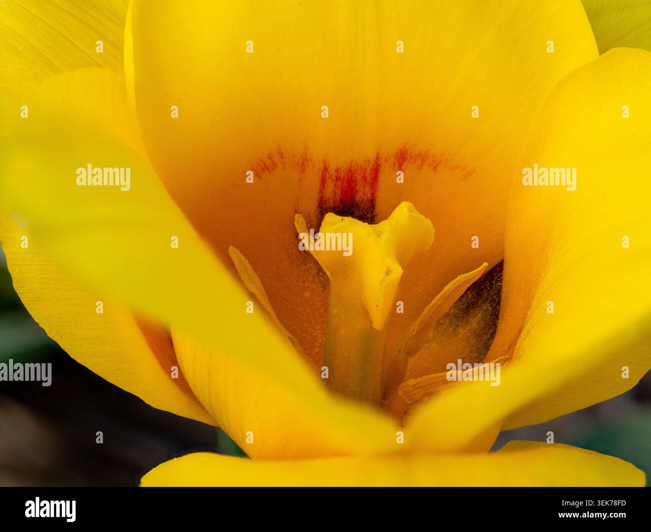 Vue rapprochée extrême des détails complexes d'une structure de pétales de tulipe jaune vif montrant des étamines et du pistil avec de fins grains de pollen. Banque D'Images