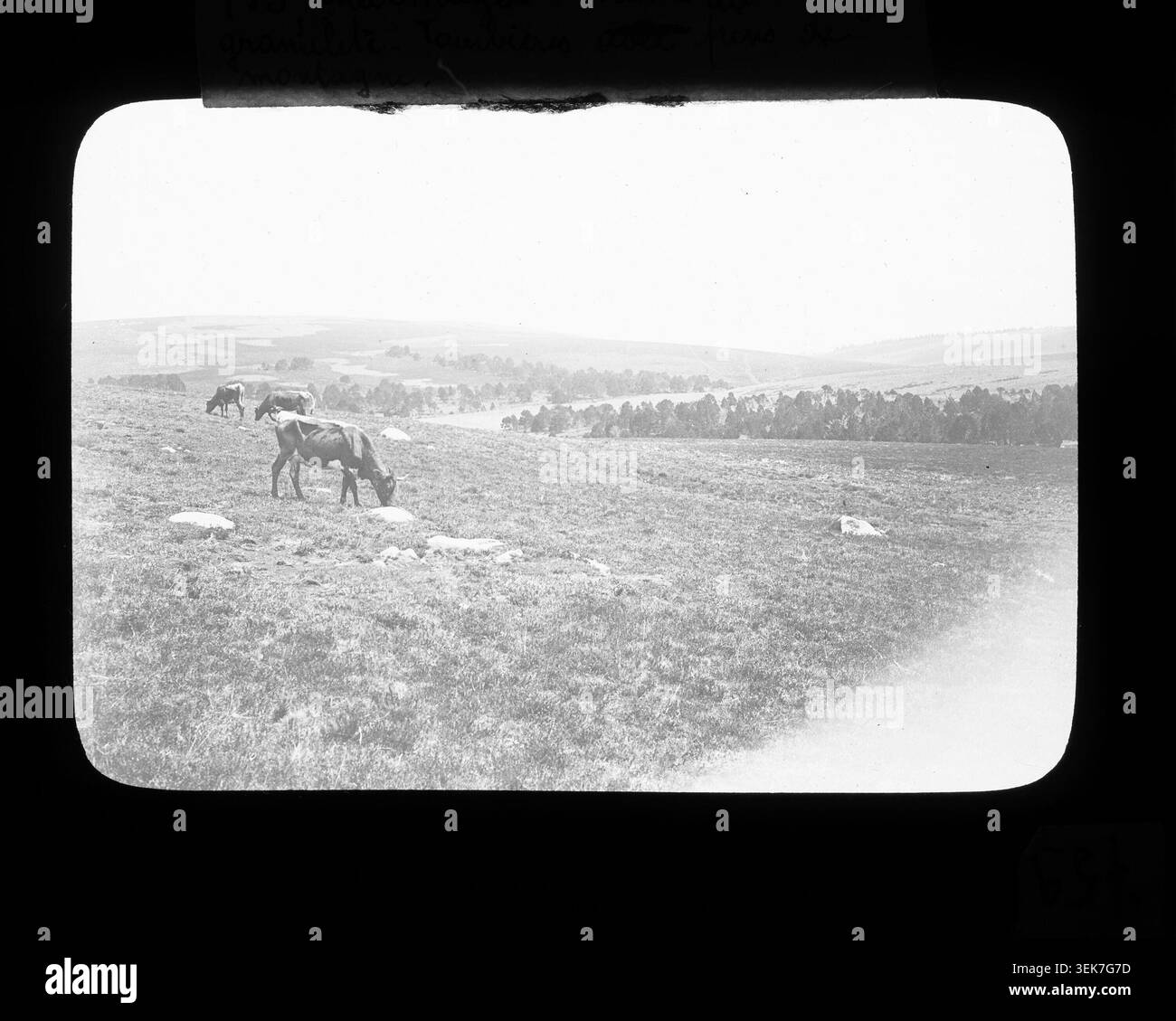La photographie d'André d'Alverny rapporte des paysages à Chalmazel, Monts du Forez, France, y compris des formations rocheuses de granulite, des pins de montagne et des tourbières à 1350 mètres d'altitude. Banque D'Images