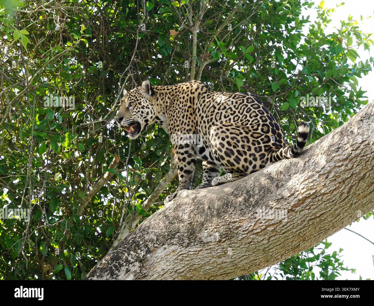 Jaguar Cat (Panthera ONCA) assis sur une grande branche dans l'arbre, regardant dehors, Pantanal, Brésil, octobre Banque D'Images