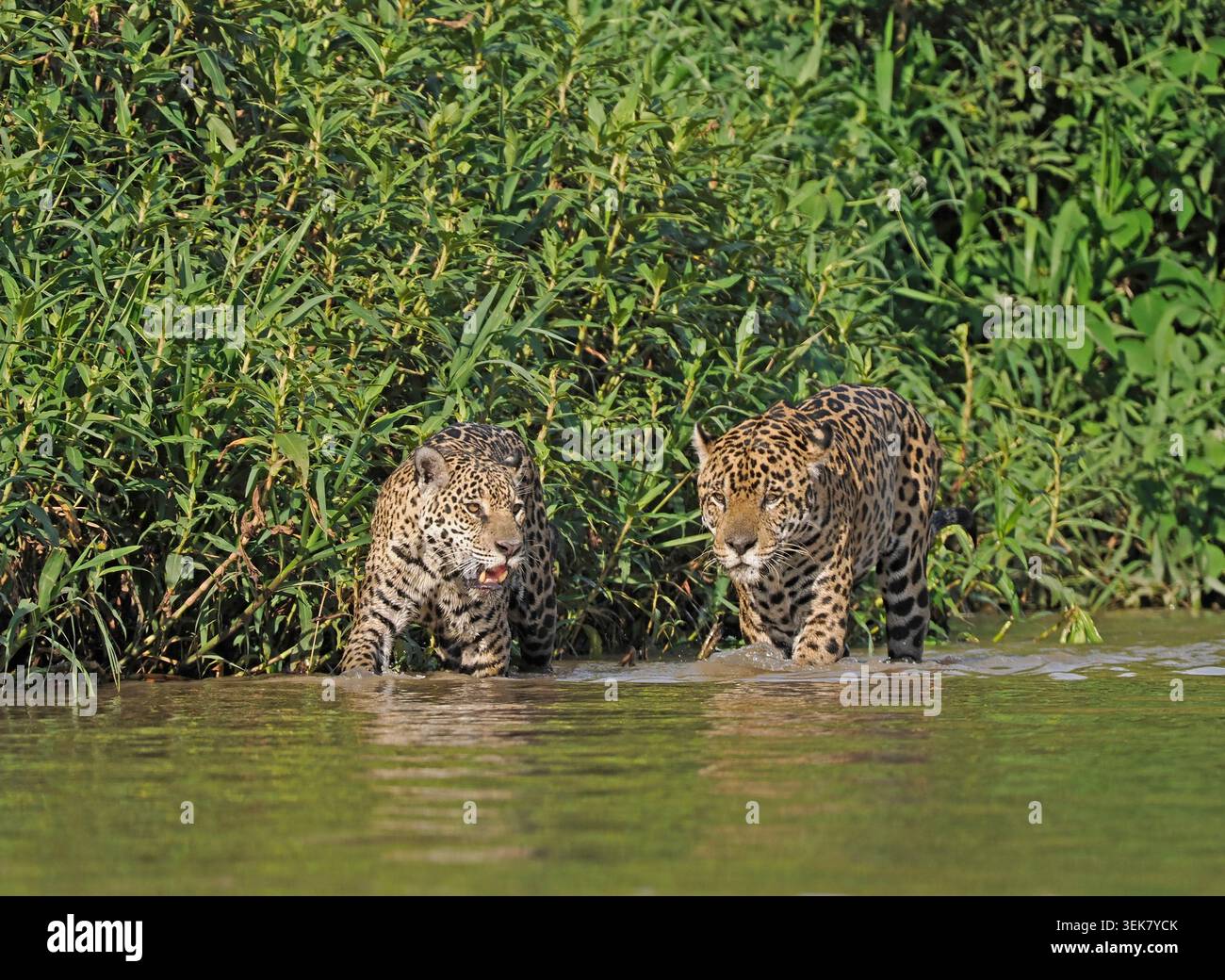 Jaguar Cat (Panthera ONCA) mâle et femelle marchant ensemble sur la rive, Pantanal, Brésil, octobre Banque D'Images