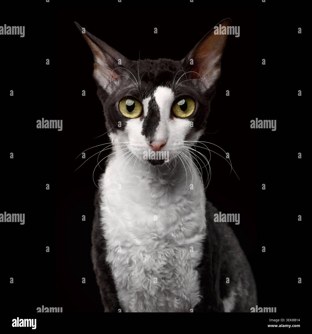 Portrait de Cornish Rex regardant dans la caméra isolé sur fond noir Banque D'Images