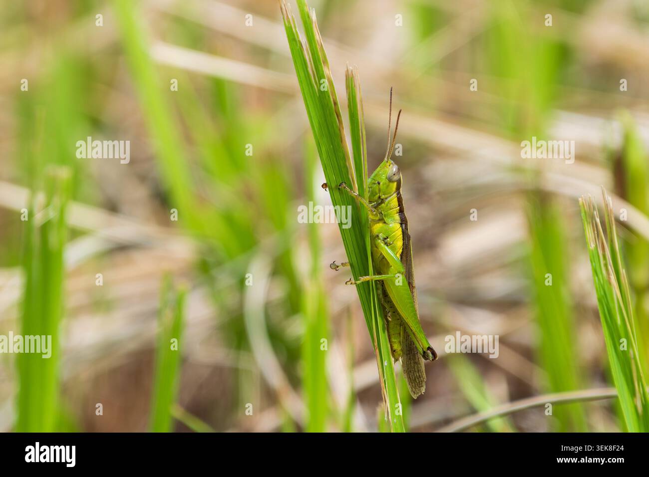 Grasshopper vert accroché à une lame d'herbe dans le pré Banque D'Images