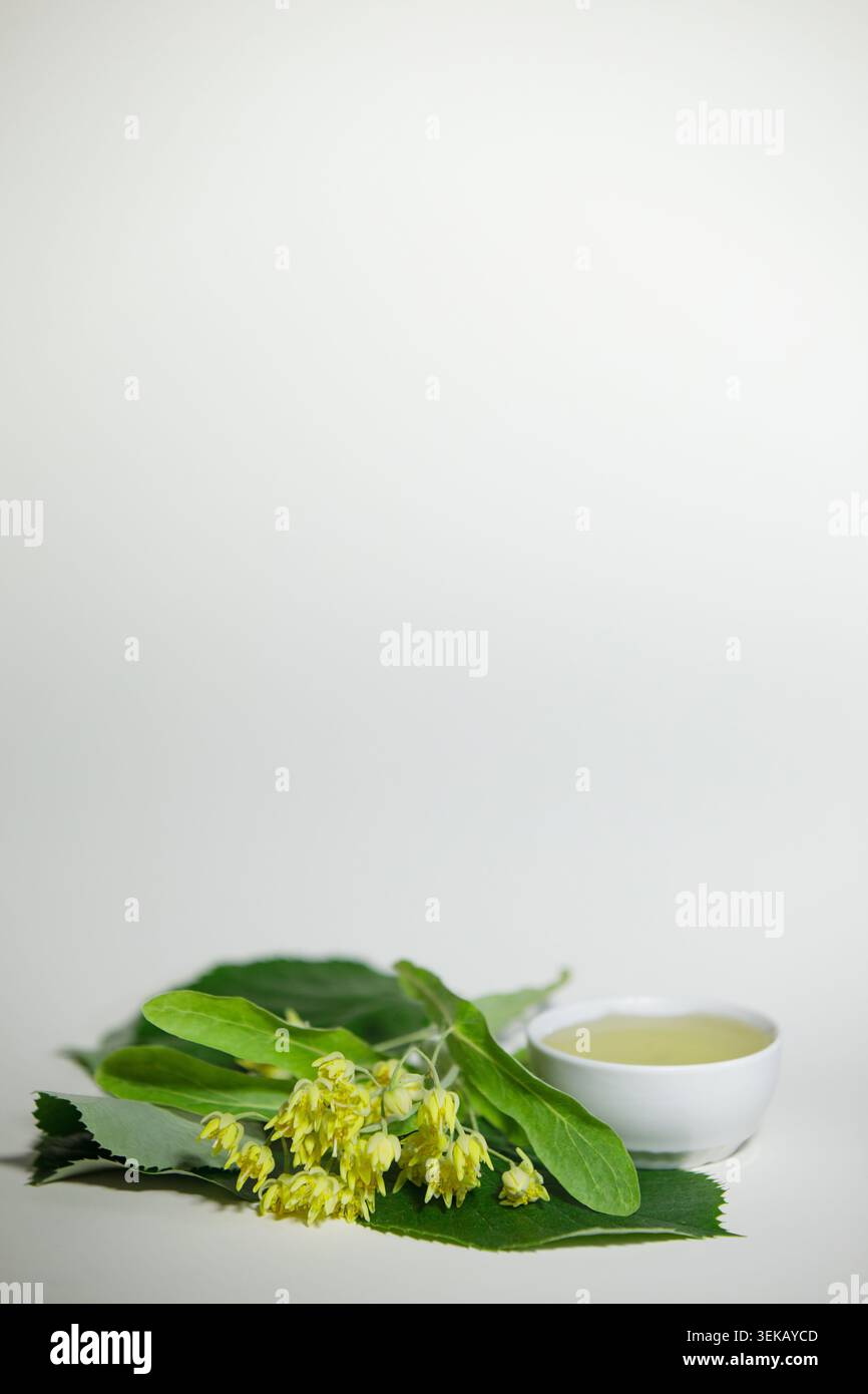 Fleur de tilleul frais avec des feuilles vertes et un petit bol blanc de miel liquide sur fond blanc. Composition botanique minimale avec lumière naturelle an Banque D'Images