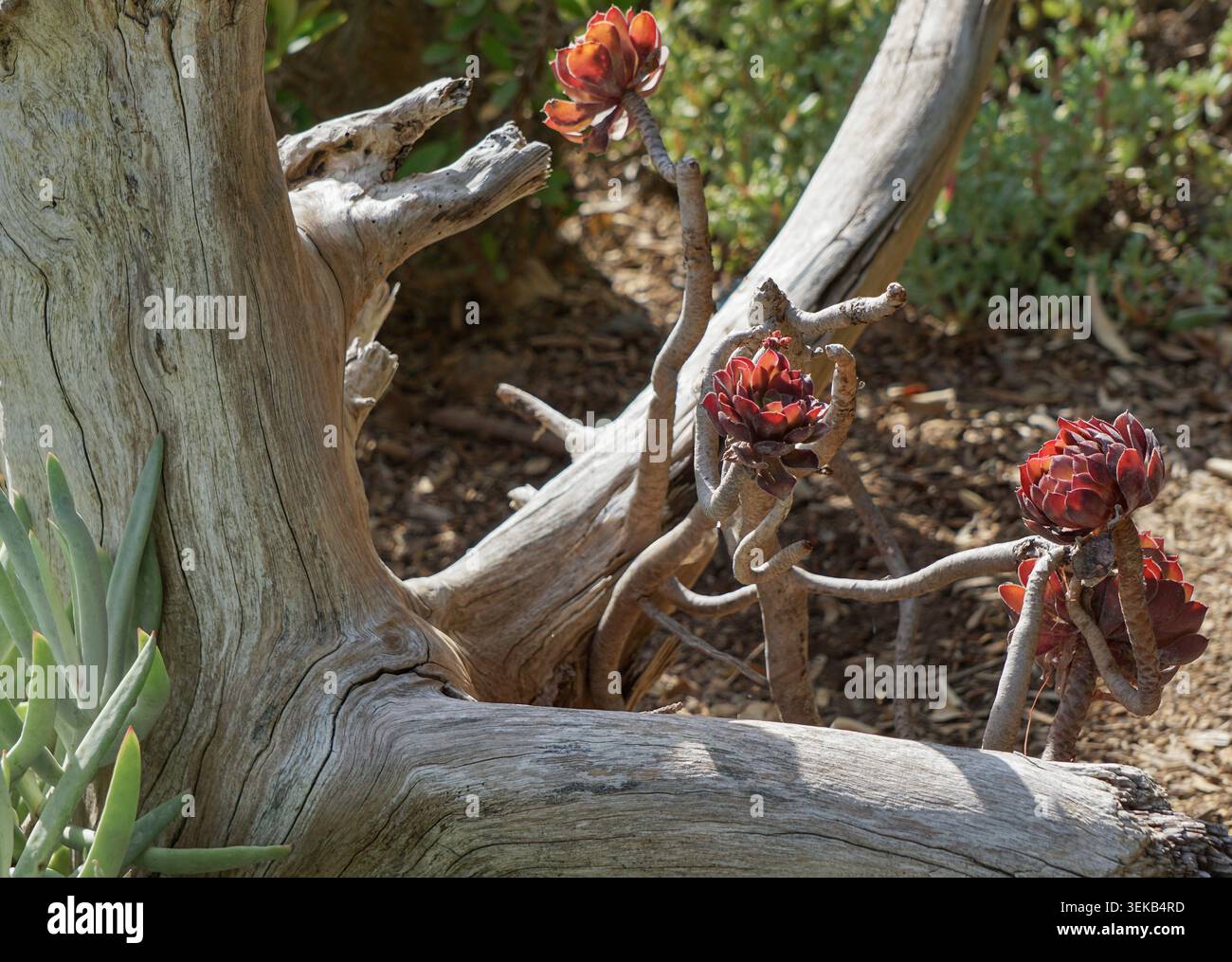 Plantes succulentes rouges poussant à côté de bois flotté altéré dans un jardin botanique du désert ensoleillé. Banque D'Images