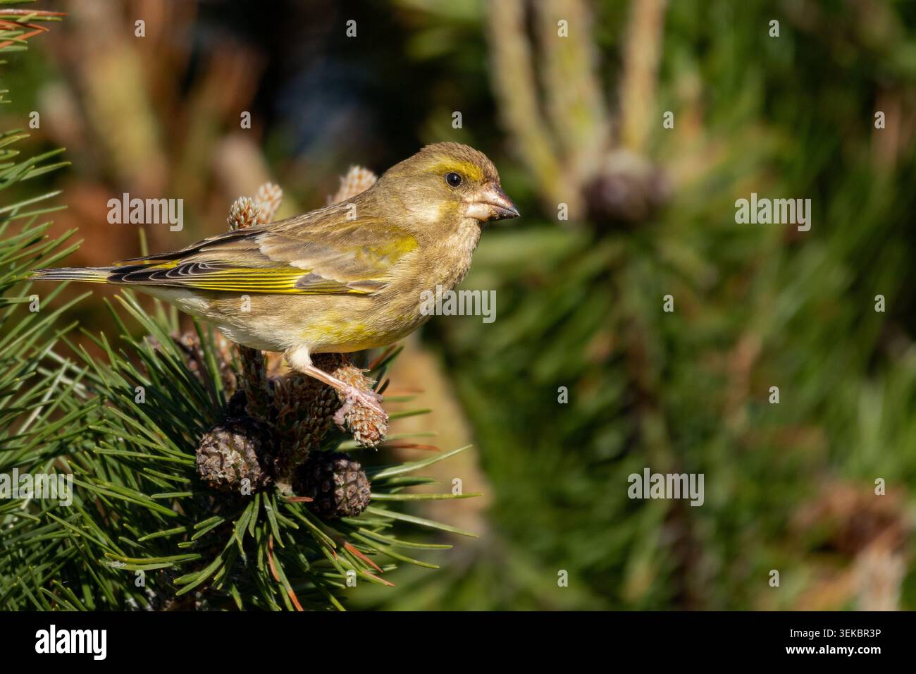 Greenfinch (Chloris chloris) est un petit oiseau chanteur de la famille des Fringillidae et de l'ordre des Passériformes. Banque D'Images