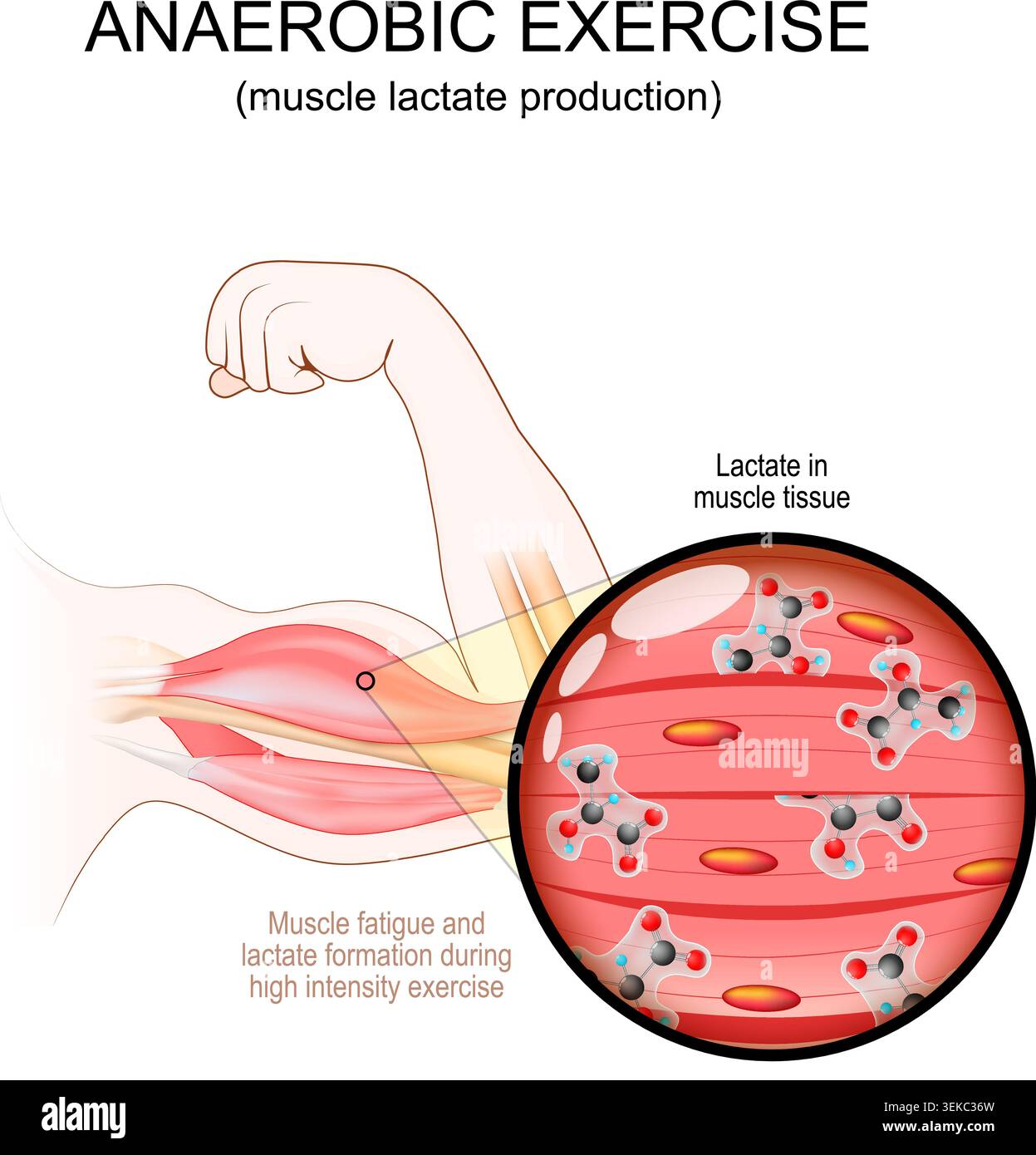 Exercice de haute intensité pour les biceps. Gros plan de la molécule de lactate dans le tissu musculaire. Exercice anaérobie et production de lactate. Entraînement et anaérobie G Illustration de Vecteur
