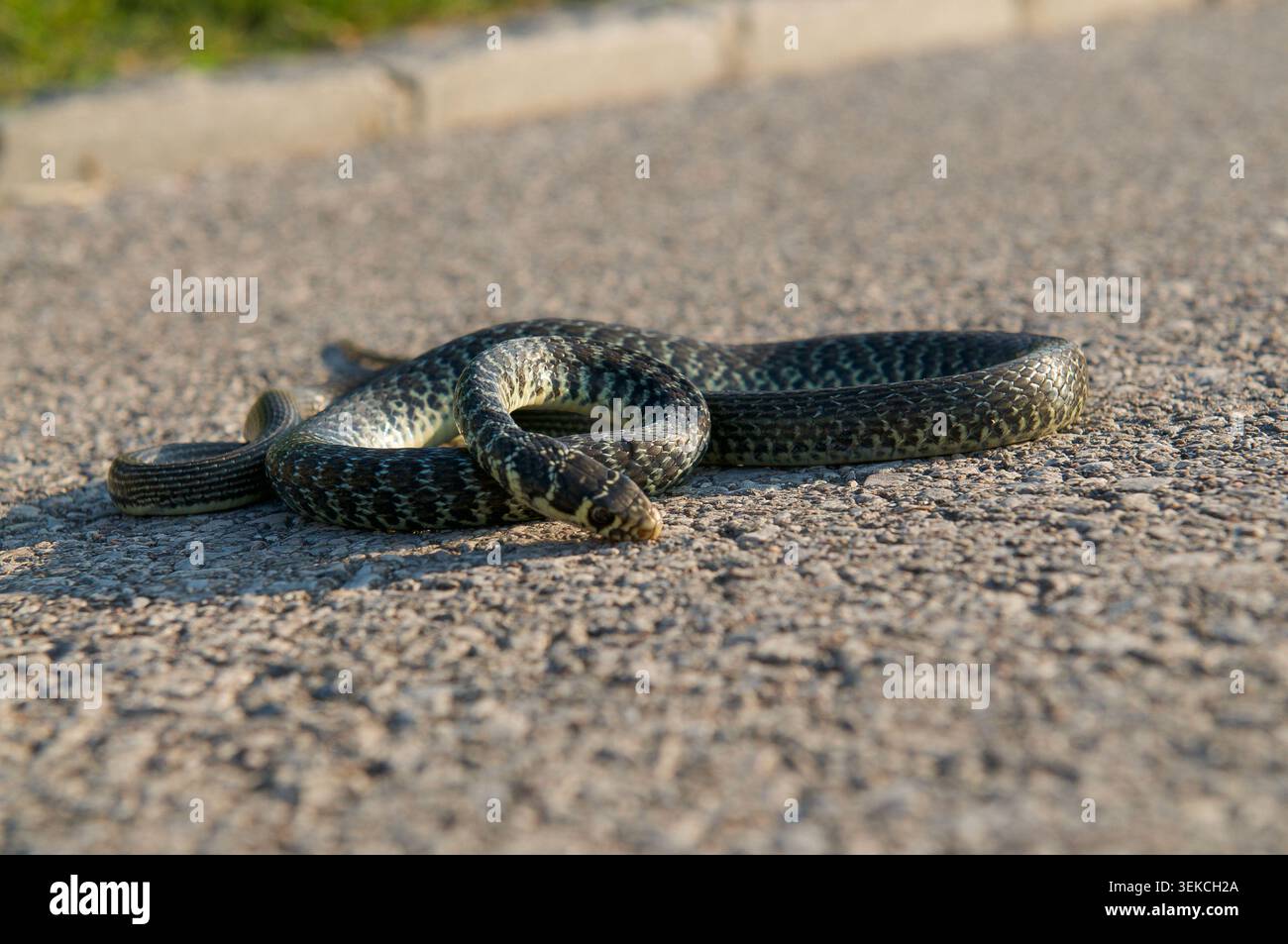 Vue à faible angle au niveau du sol d'un serpent d'eau en dés de Natrix tessellata mort gisant sur un chemin asphalté. Visualisation des collisions avec des véhicules d'animaux sauvages Banque D'Images