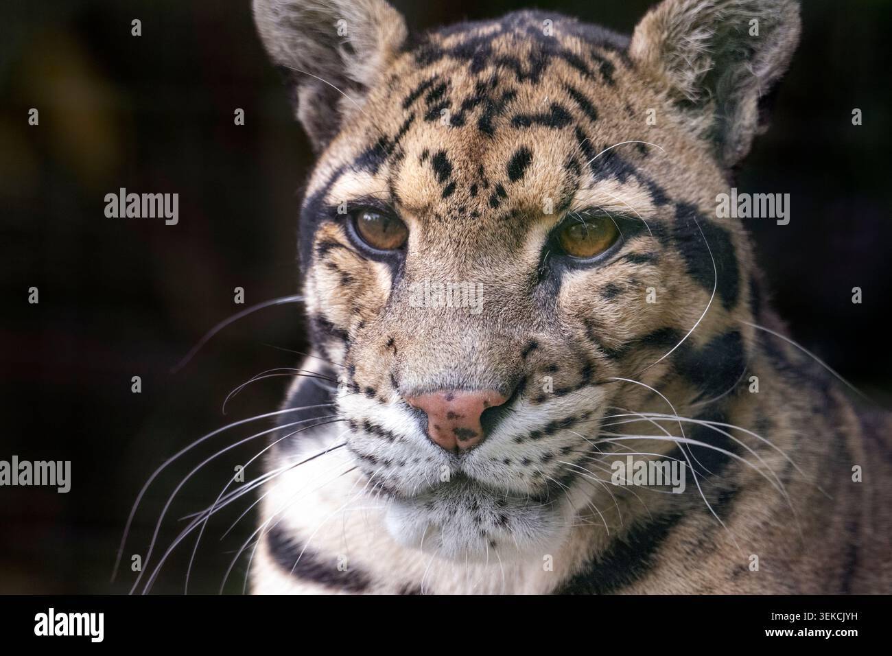 Léopard nuageux mâle (Neofelis nebulosa), gros plan du visage Banque D'Images
