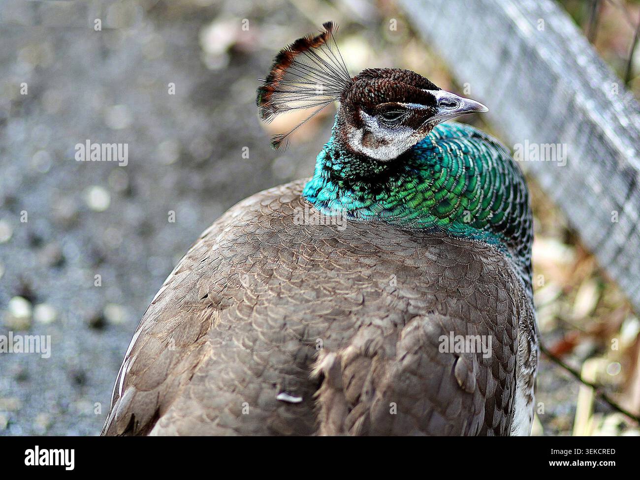 Une photo de profil en gros plan d'une perle indienne communément appelée peahen. Banque D'Images