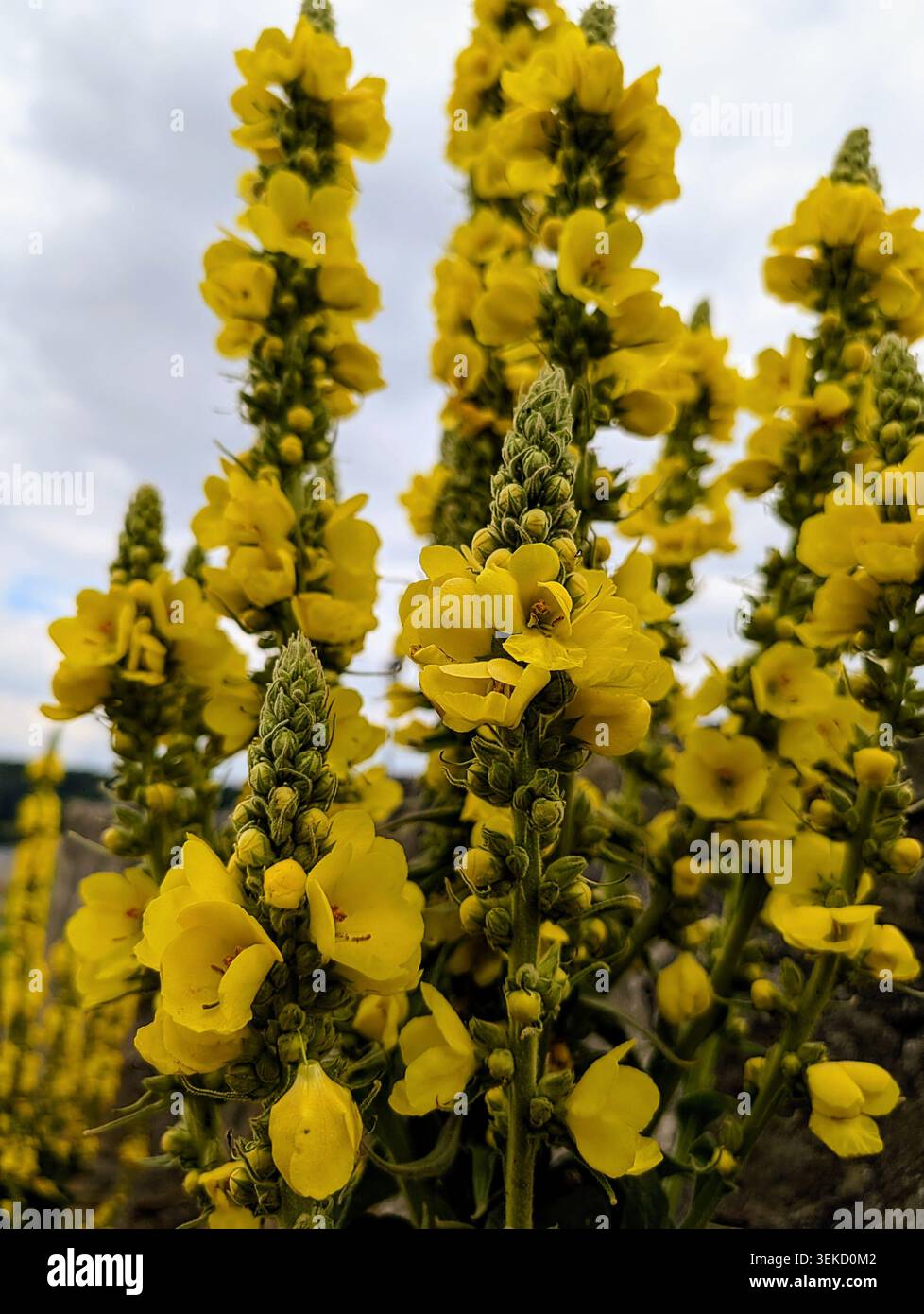 Photographie macro de Mullein (Verbascum) en fleurs montrant de grandes pointes de fleurs jaune vif. Cette plante biennale sauvage est largement reconnue en botanique et en herboristerie, fréquemment utilisée en médecine alternative traditionnelle et en phytothérapie pour ses propriétés curatives. - Image de stock capturée avec un smartphone