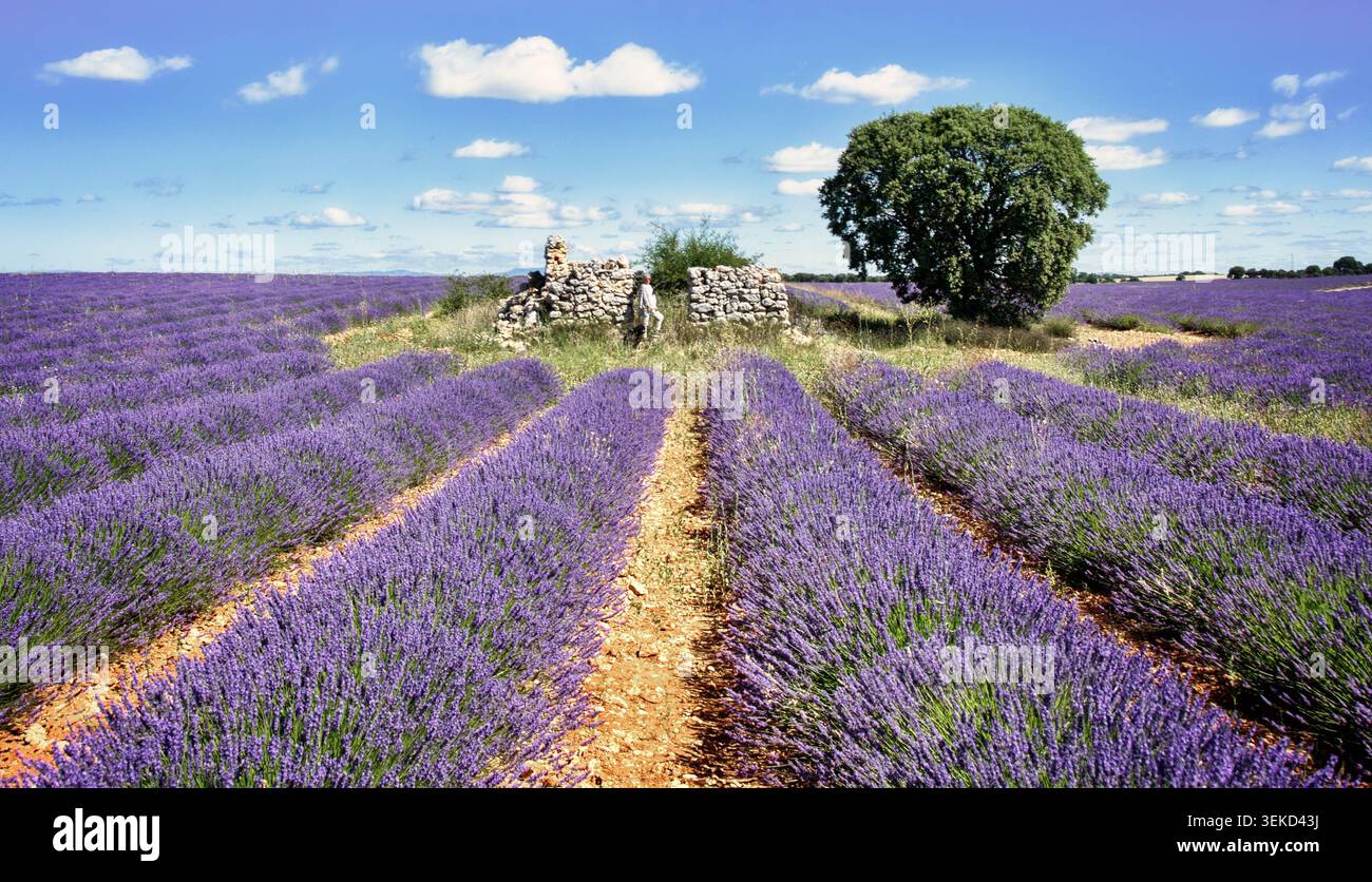Champs de lavande en fleurs près de Brihuega, Guadalajara, Castilla-la Mancha, Espagne, avec des ruines de pierre, un arbre solitaire et un visiteur. Banque D'Images