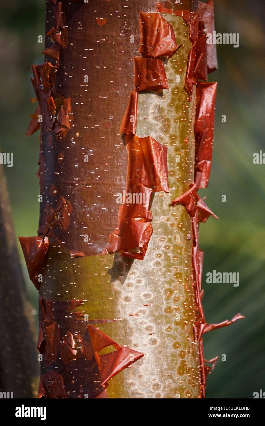 Tronc d'arbre de bouleau rouge (gumbo limbo) avec écorce rouge pelée, une espèce forestière commune dans les îles Caïmans. Bursera simaruba Banque D'Images