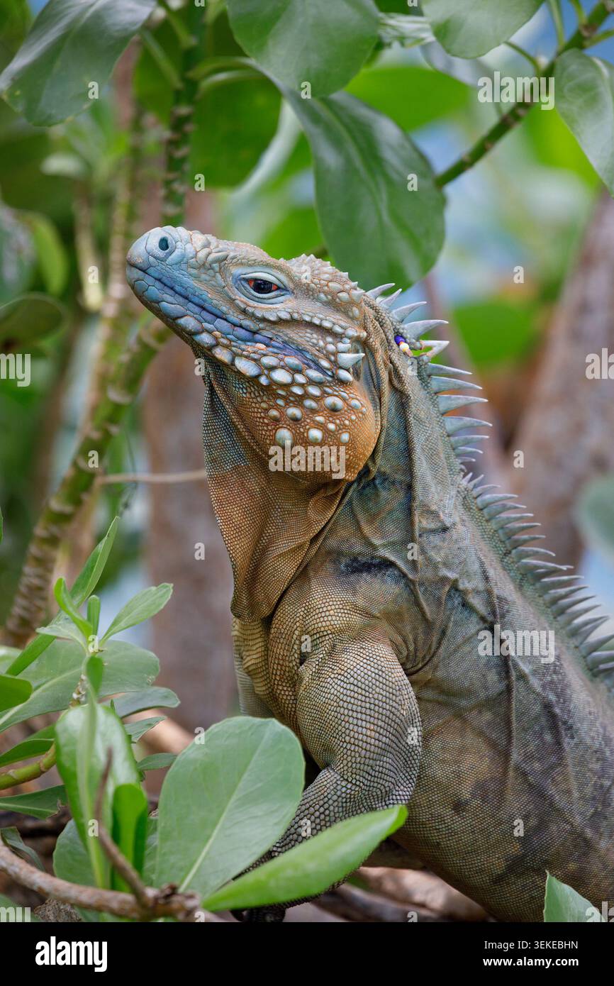 Gros plan sur l'iguane bleu au parc botanique Queen Elizabeth II. C'est une espèce endémique, trouvée uniquement sur l'île de Grand Cayman dans les îles Caïmans Banque D'Images