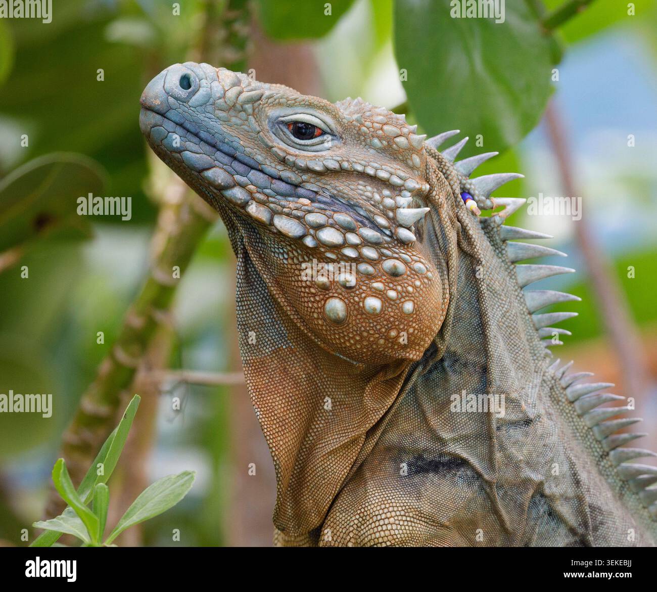 Gros plan sur l'iguane bleu au parc botanique Queen Elizabeth II. C'est une espèce endémique, trouvée uniquement sur l'île de Grand Cayman dans les îles Caïmans Banque D'Images