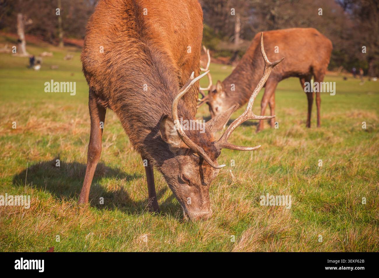 Pâturage de cerfs rouges dans Richmond Park, Londres, pendant la saison d'automne Banque D'Images