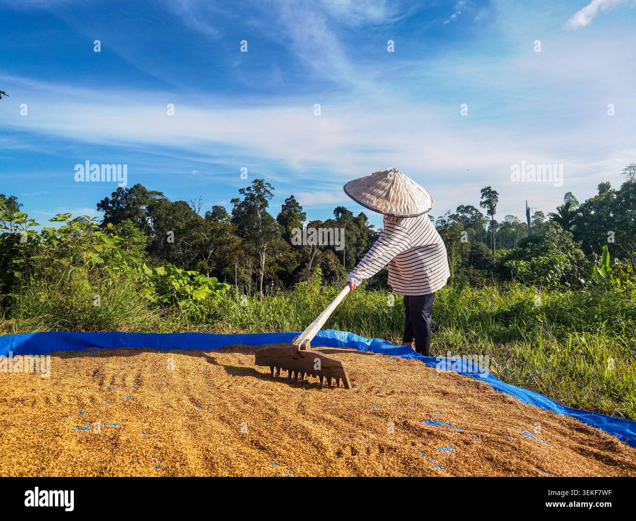 Un agriculteur séchant les grains de riz récoltés sous le soleil d'été dans la zone rurale de Kalimantan, en Indonésie - Image de stock capturée avec un smartphone
