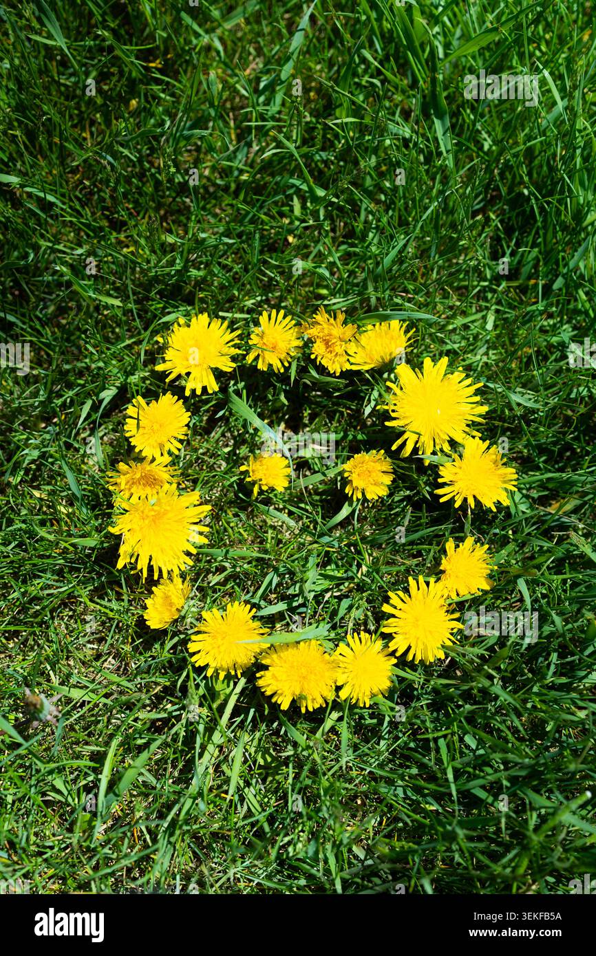 Les fleurs de pissenlit jaune vif forment un motif circulaire sur une herbe verte dense, créant une composition printanière naturelle avec une couleur et une texture fraîches Banque D'Images