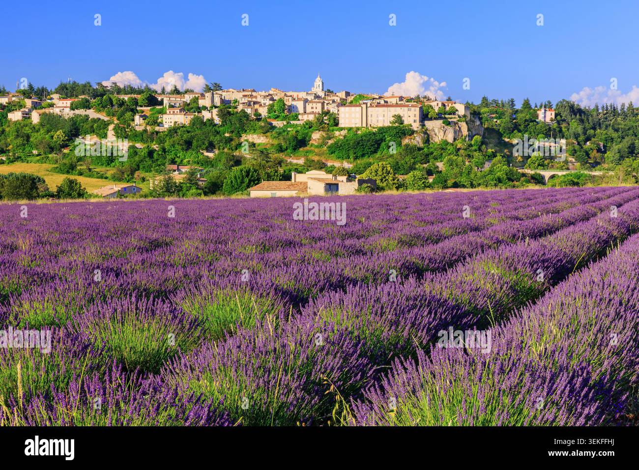 Sault, Provence, France. Beau village perché avec des champs de lavande. Banque D'Images