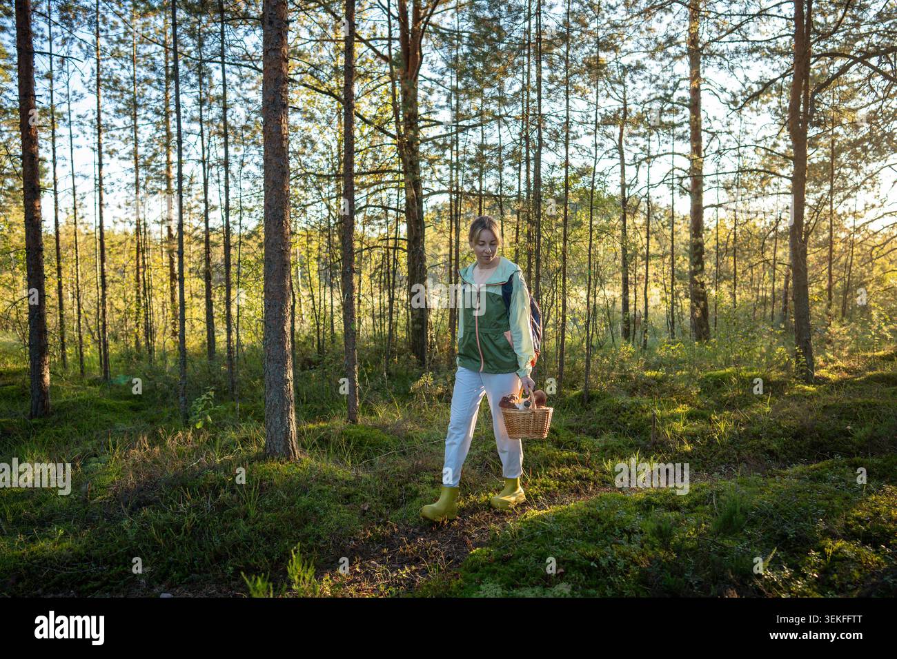 Femme marchant dans la forêt de pins regarde autour, collectant des champignons sauvages dans un panier en osier. Cueillette de champignons Banque D'Images