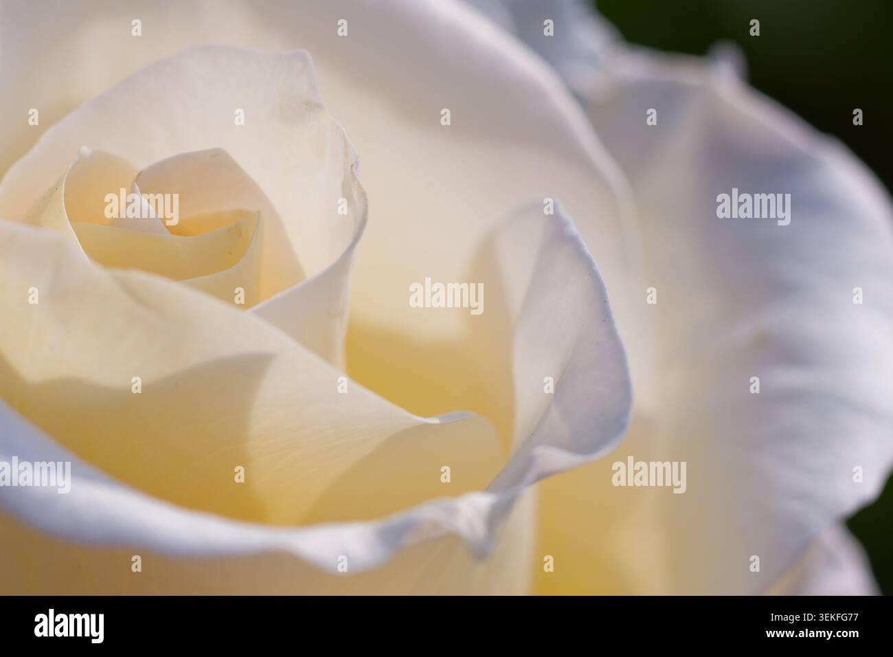 Fleur de rose blanche élégante avec lumière douce et structure délicate en pétales dans le cadre du jardin Banque D'Images