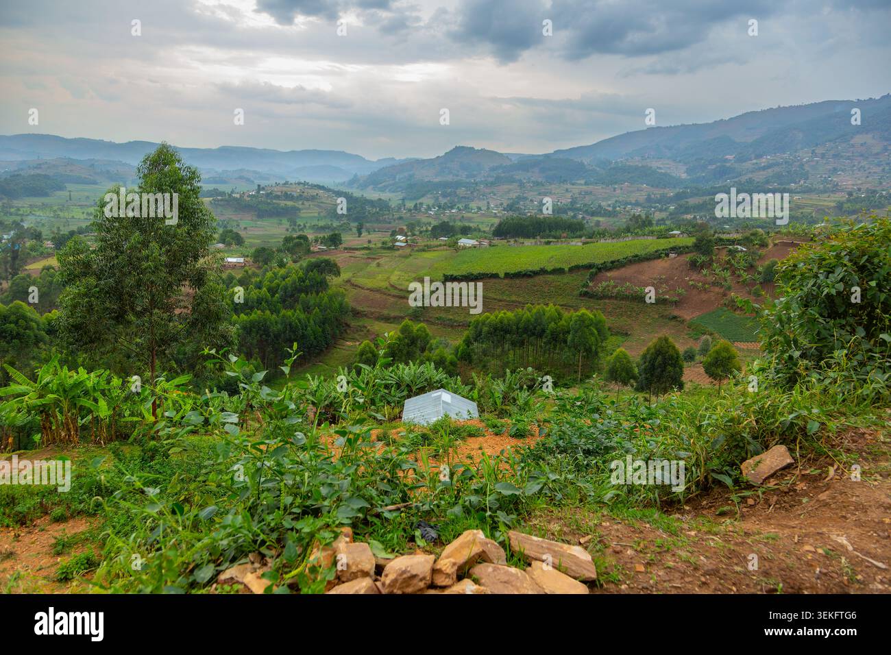 Collines verdoyantes et vallées couvertes de petites fermes, de plantations de bananes et d'eucalyptus, représentant l'agriculture de subsistance et un développement Banque D'Images