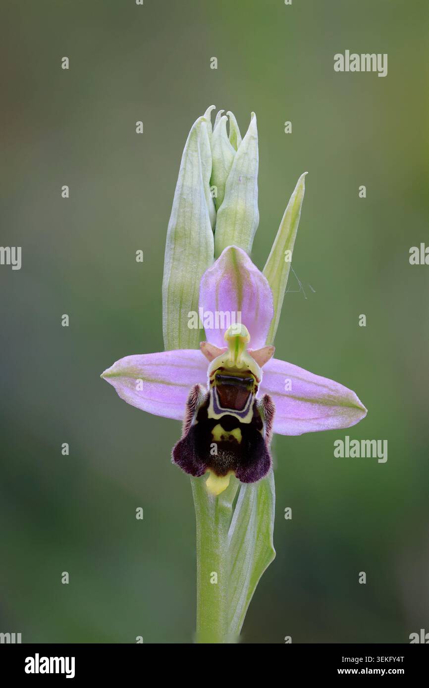 Orchidée araignée tardive en fleur dans le Kent Royaume-Uni Banque D'Images