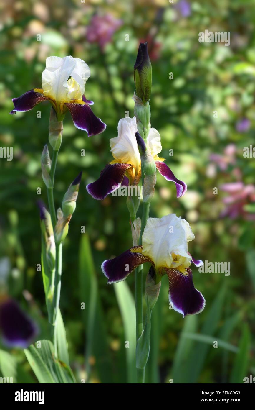 Iris dans le parterre de fleurs Banque D'Images