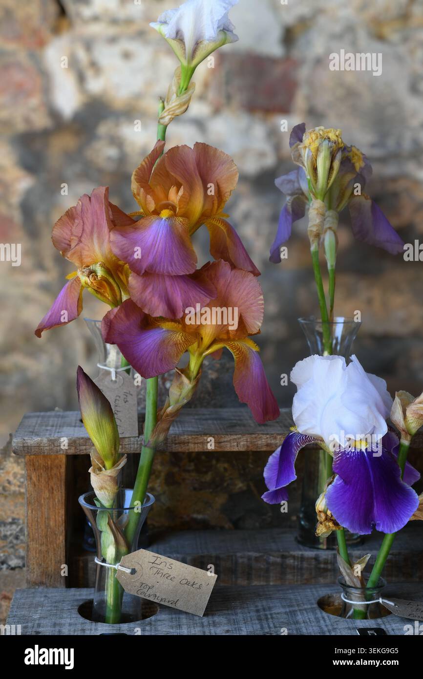 Iris dans des vases en verre Banque D'Images