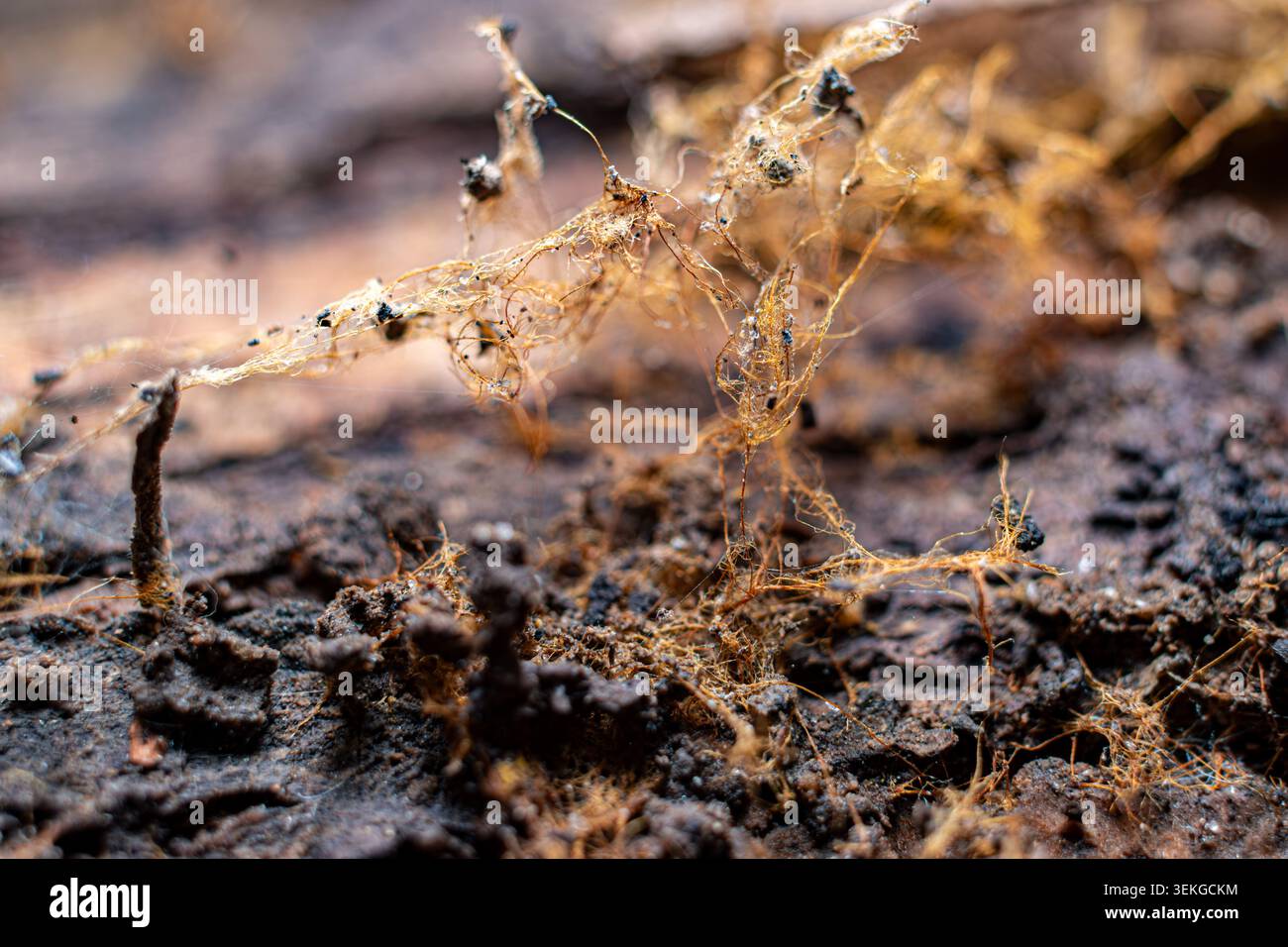 Macro texture de la vieille toile d'araignée avec des débris sur le bois sombre Banque D'Images
