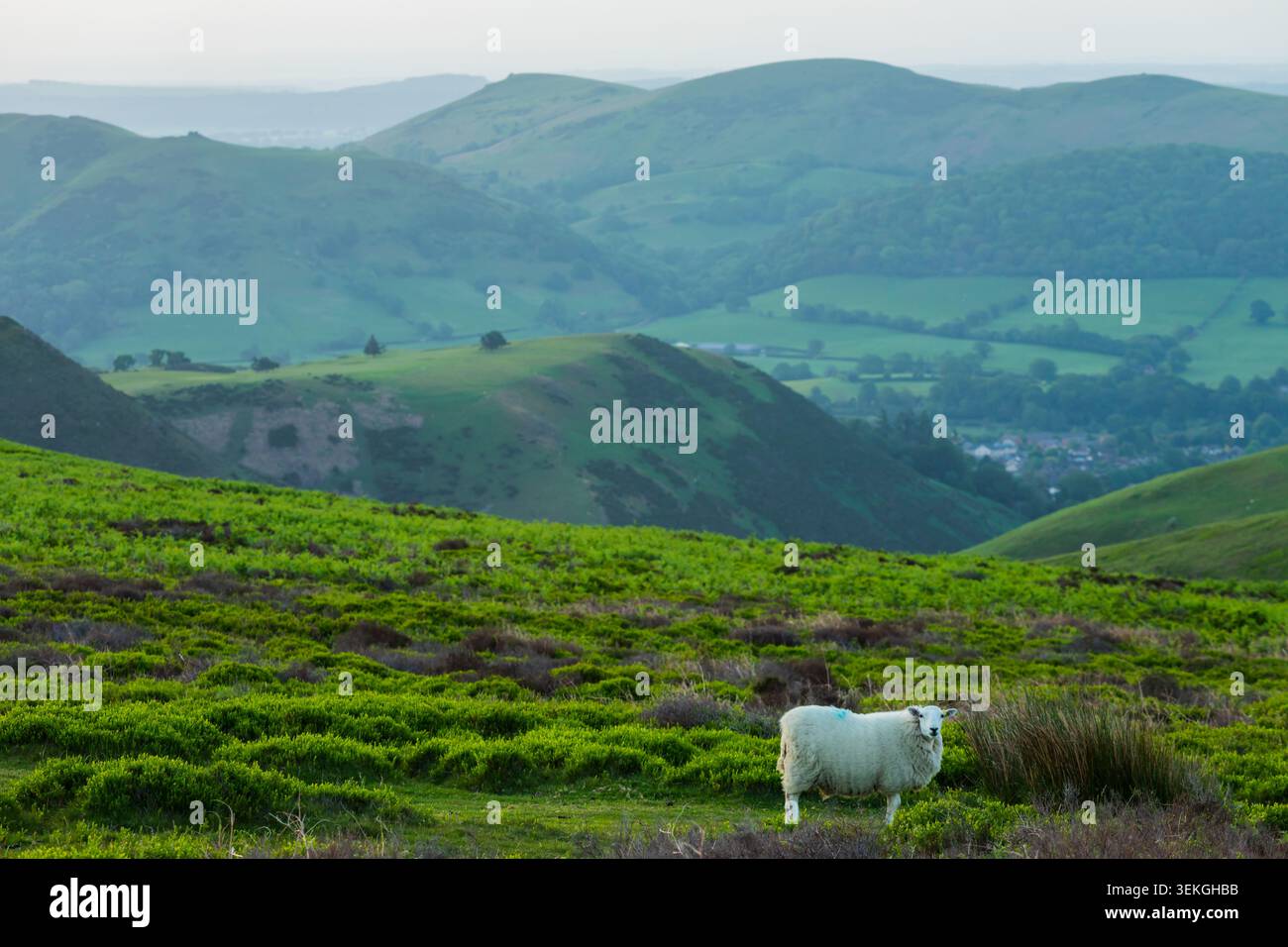 Matin de printemps sur les collines du Shropshire près de Church Stretton. Banque D'Images