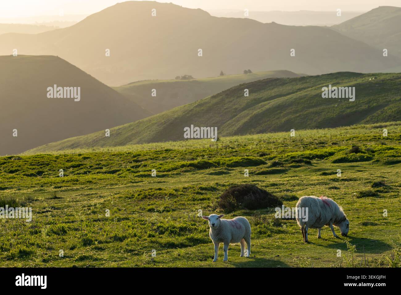 Moutons qui paissent sur les collines du Shropshire au printemps. Banque D'Images