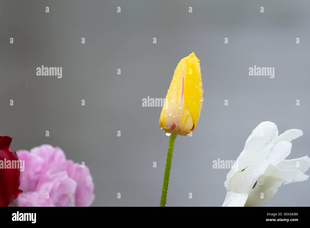 Tulipes jaunes avec des gouttelettes d'eau. Tulipes jaunes éclairées par la lumière du soleil. Banque D'Images