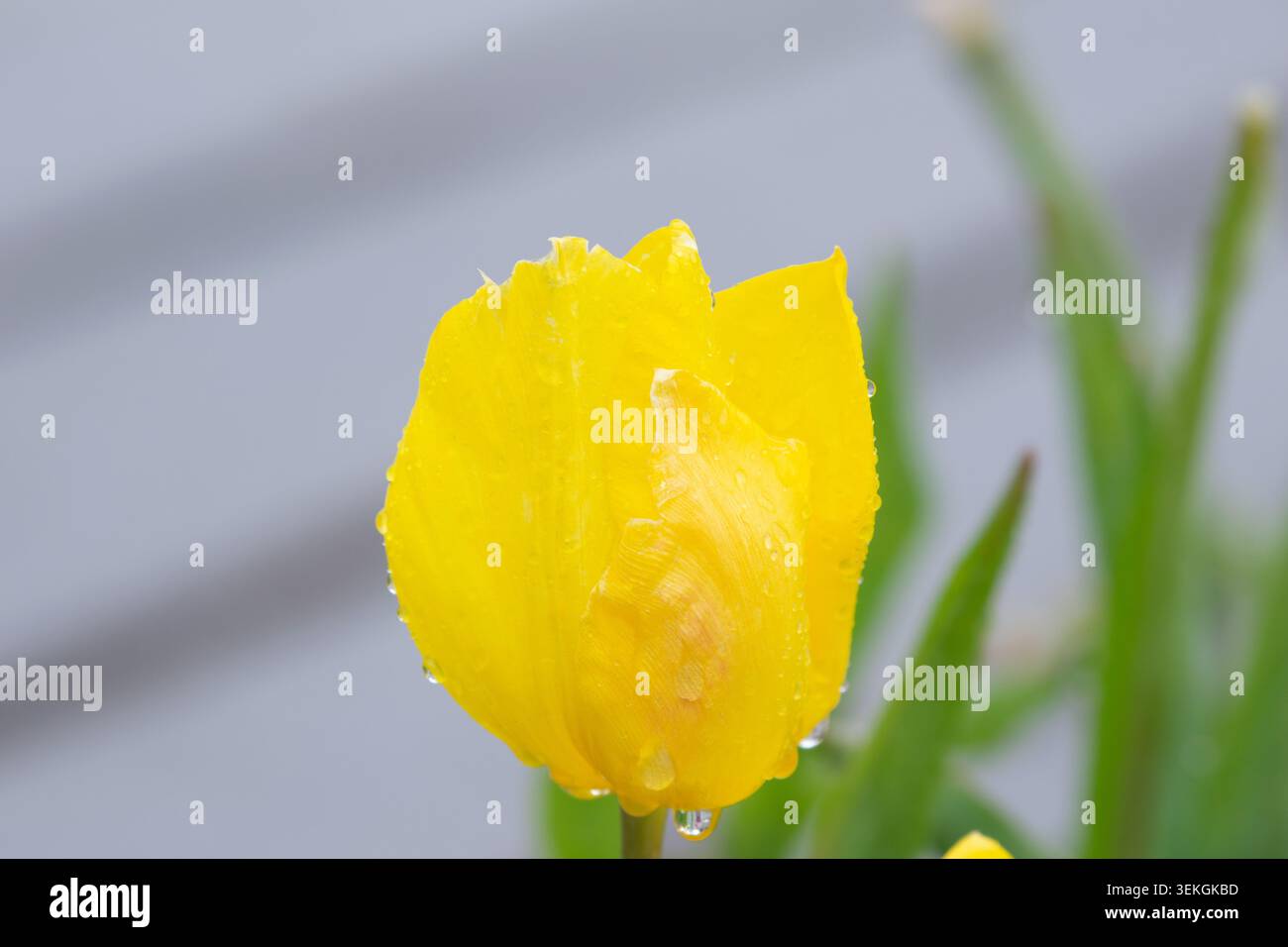 Tulipes jaunes avec des gouttelettes d'eau. Tulipes jaunes éclairées par la lumière du soleil. Banque D'Images
