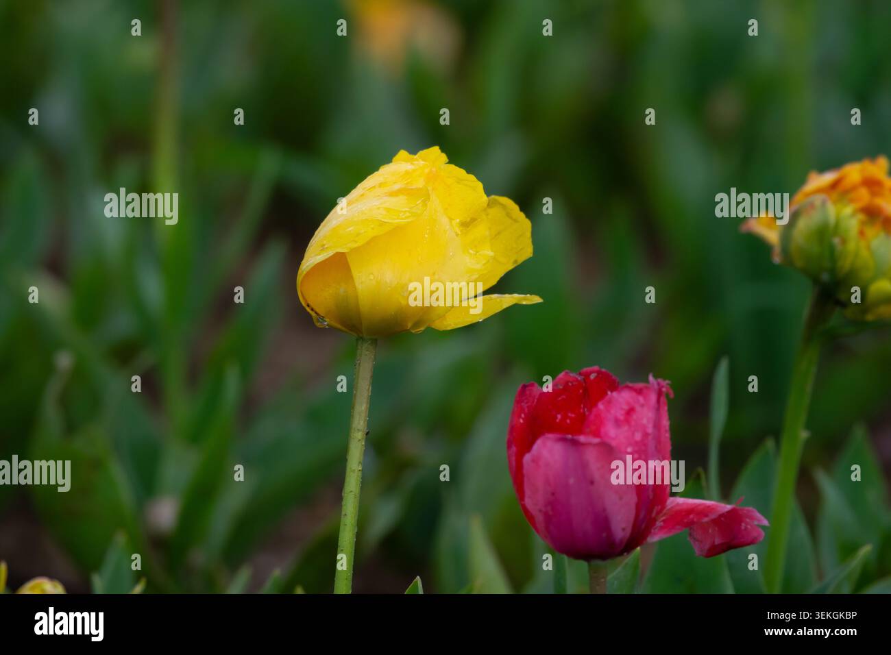 Tulipes jaunes avec des gouttelettes d'eau. Tulipes jaunes éclairées par la lumière du soleil. Banque D'Images
