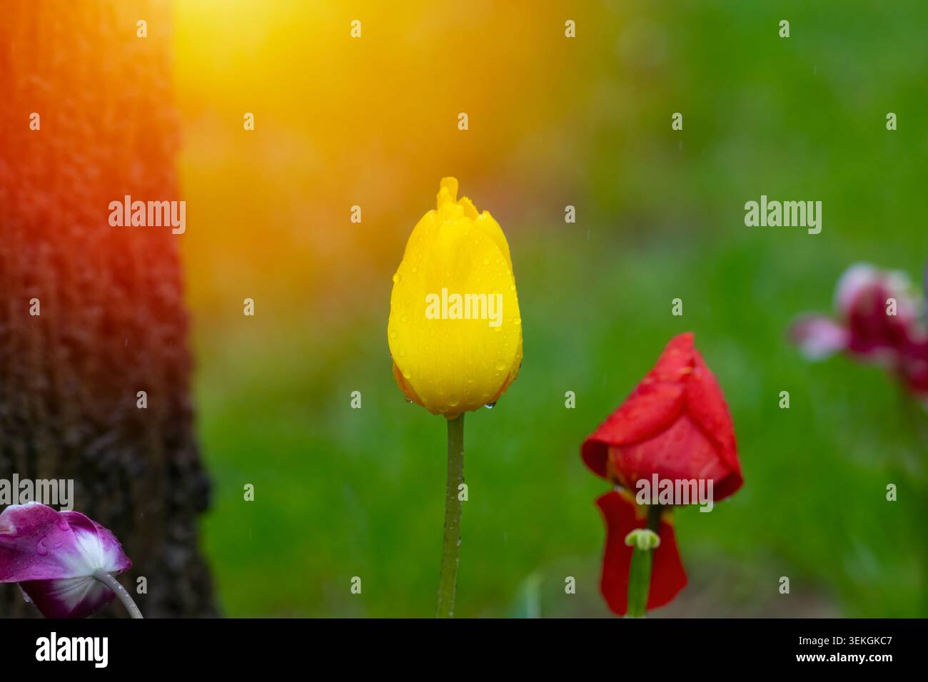 Tulipes jaunes avec des gouttelettes d'eau. Tulipes jaunes éclairées par la lumière du soleil. Banque D'Images