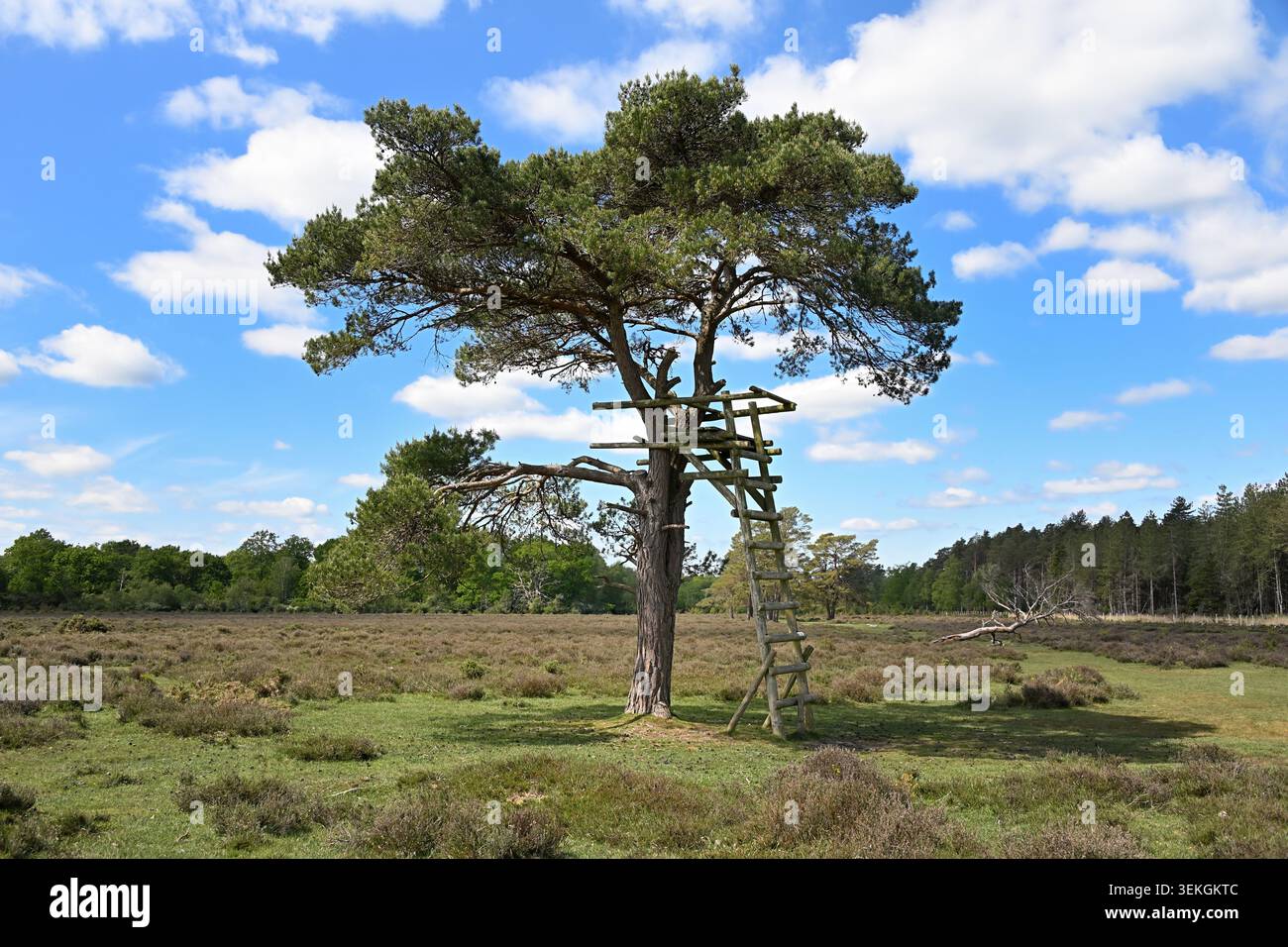 Plate-forme d'observation de cerfs en bois à côté d'un pin sur Poundhill Heath dans le parc national de New Forest, Hampshire, Angleterre Banque D'Images