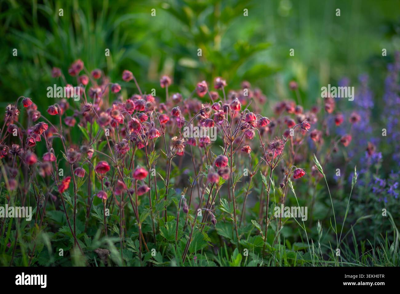Geum Bell Bank fleurit dans le jardin de printemps au coucher du soleil. Les petites fleurs rouges roses poussent en groupe par nepeta Catmint Banque D'Images