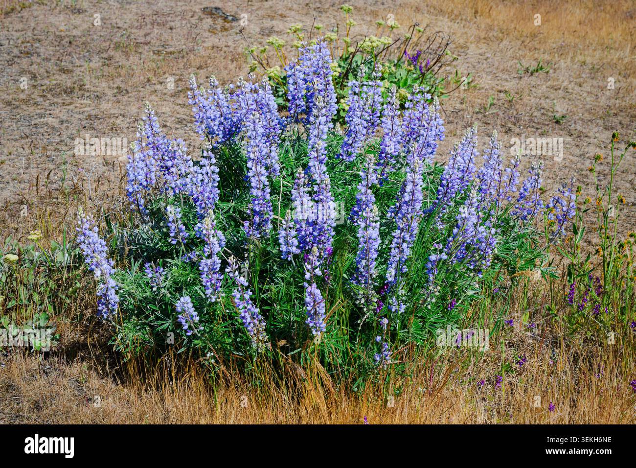 Fleur sauvage de lupin violet printanier poussant à l'état sauvage sur un sol aride Banque D'Images