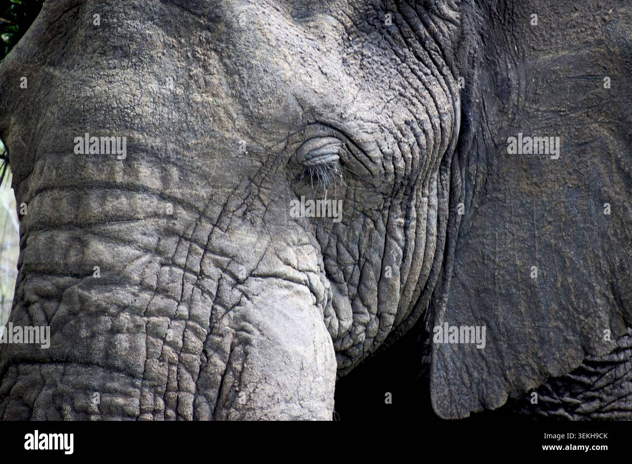 Gros plan sur l'œil et la peau d'éléphant Banque D'Images