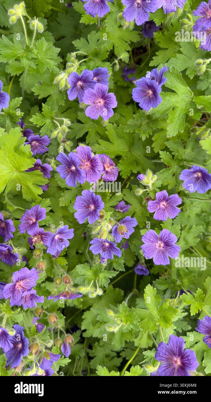 Vue aérienne de fleurs de cranesbill violet géranium × magnificum fleurs avec feuillage vert dans un jardin - Image de stock capturée avec un smartphone