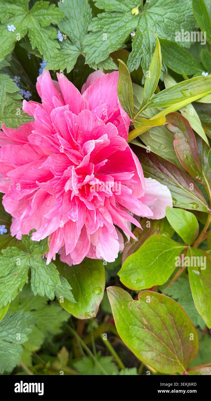 Pivoine rose éclatante fleurissant parmi le feuillage vert du jardin après la pluie avec des gouttelettes d'eau sur les pétales - Image de stock capturée avec un smartphone