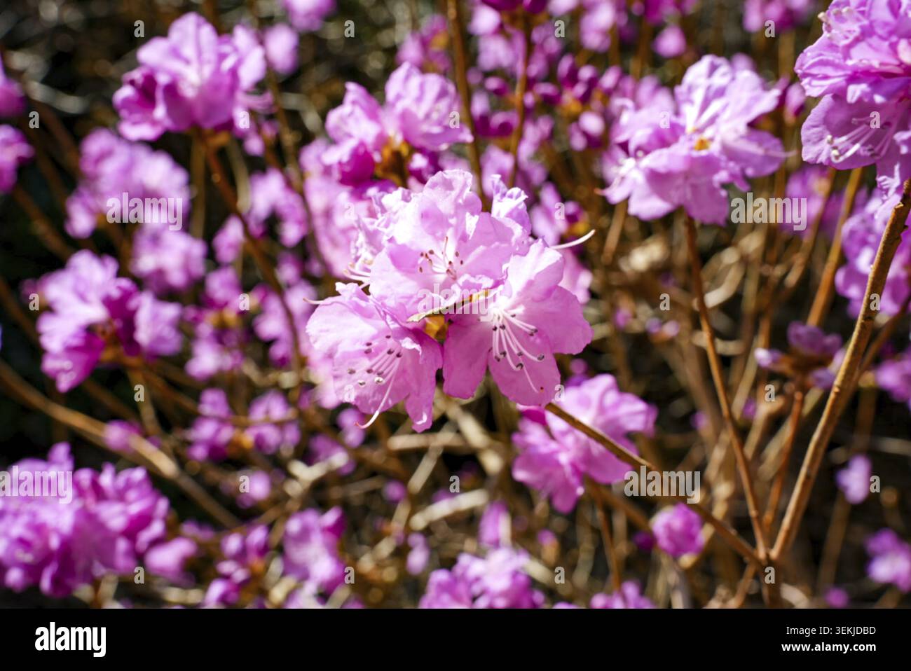 Cet arbuste ornemental est l'un des premiers fleuris, ouvrant ses fleurs rougeâtres violettes à roses dès le début du printemps Banque D'Images