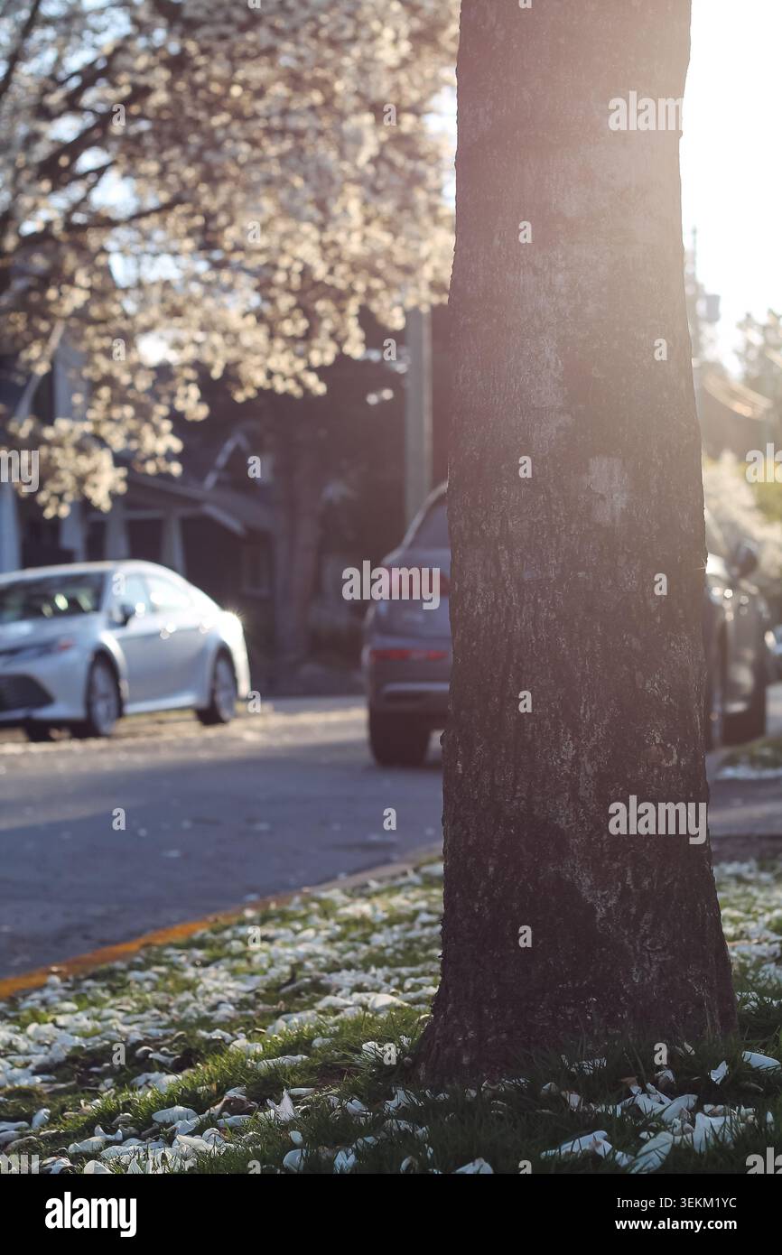 Le quartier Boulevard des arbres fleuris Banque D'Images