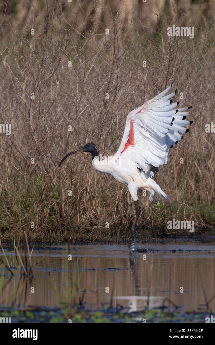 Australian White Ibis (Threskiornis molucca) débarque avec les ailes ouvertes, Australie Banque D'Images