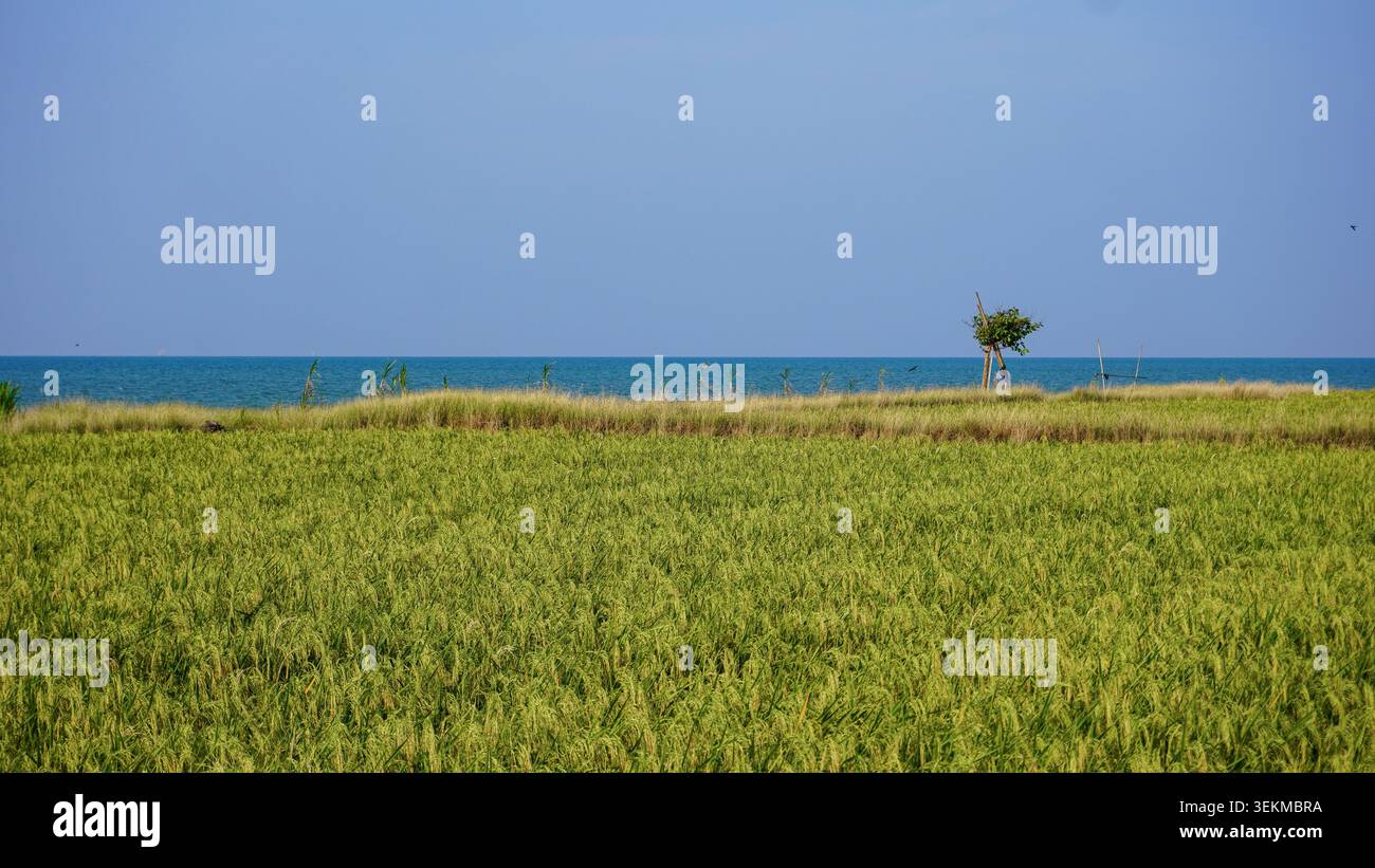 Champ de riz vert près de la côte avec vue sur la mer sous ciel bleu clair Banque D'Images