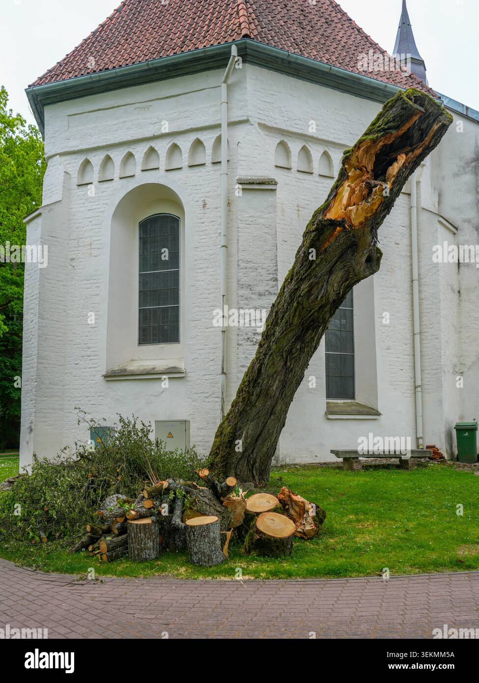 La tempête a endommagé le tronc d'arbre creux à côté du bâtiment historique de l'église après l'enlèvement de sécurité et les travaux d'élagage Banque D'Images